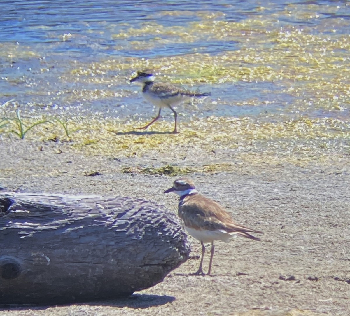 Killdeer - Tim Bray