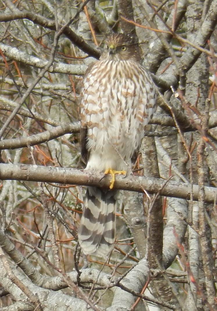 Cooper's Hawk - ML47265871