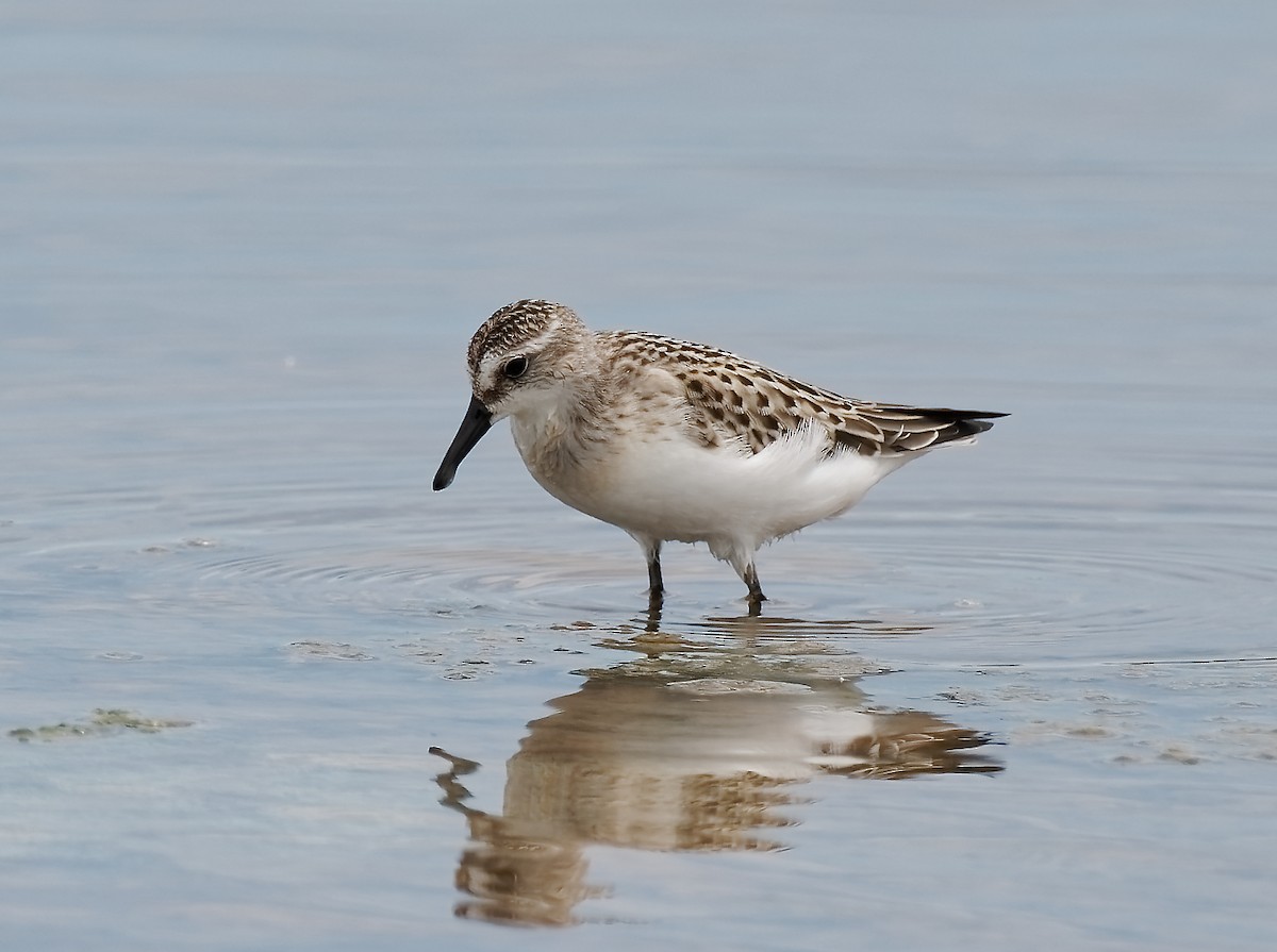 Semipalmated Sandpiper - ML472658761