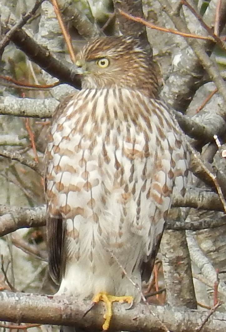 Cooper's Hawk - Janet Lamberson