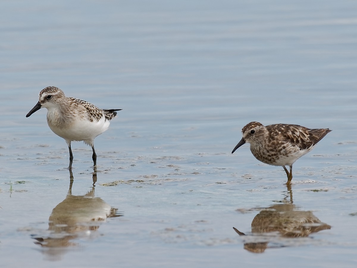 Semipalmated Sandpiper - ML472658841