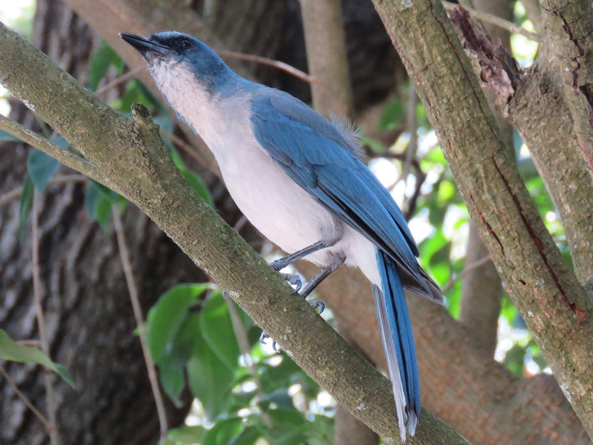 Mexican Jay - ML472659311