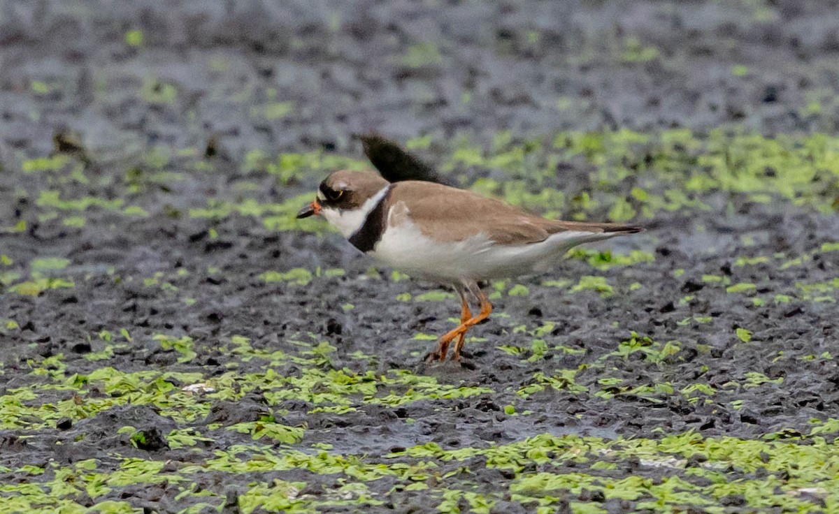 Semipalmated Plover - ML472661581