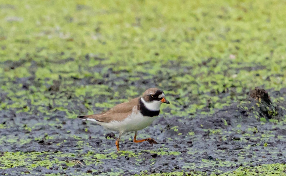 Semipalmated Plover - ML472661601