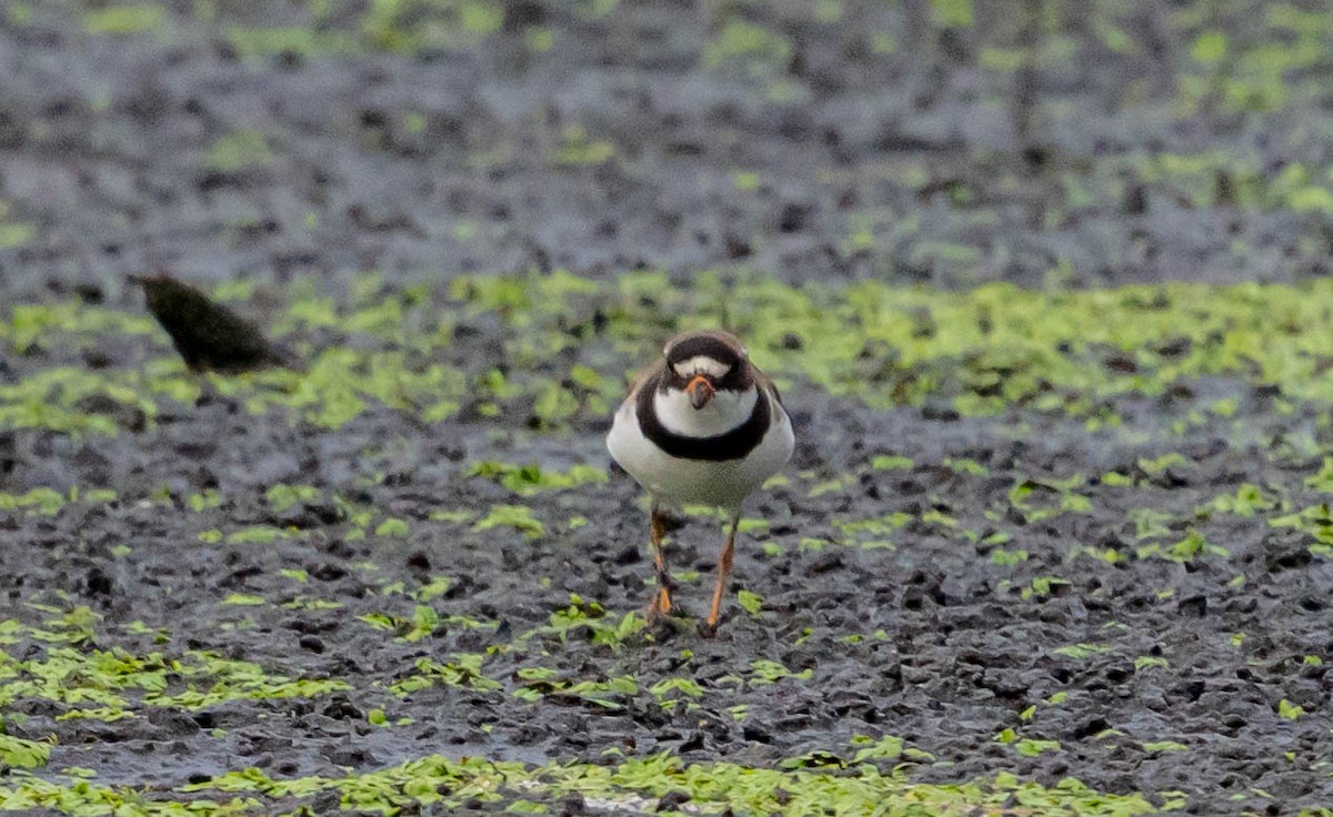 Semipalmated Plover - ML472661641