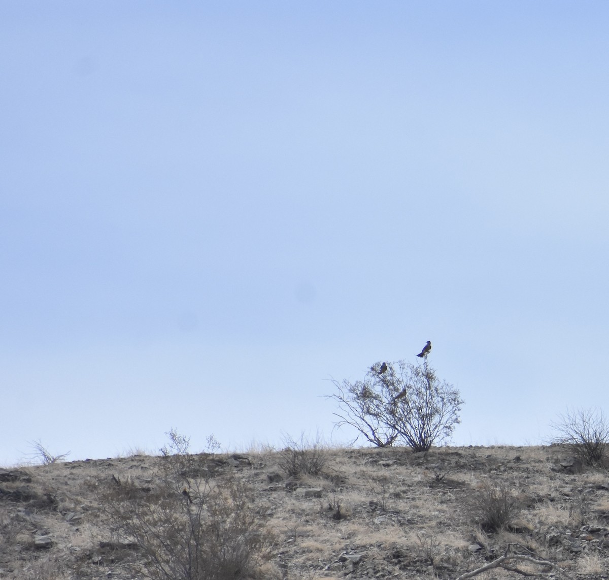 Western Kingbird - Larry Langstaff