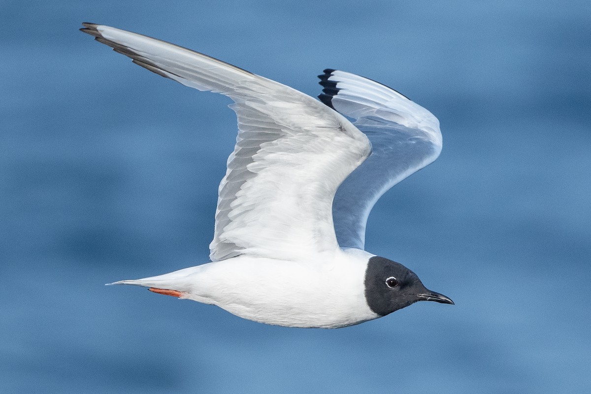 Bonaparte's Gull - David Turgeon