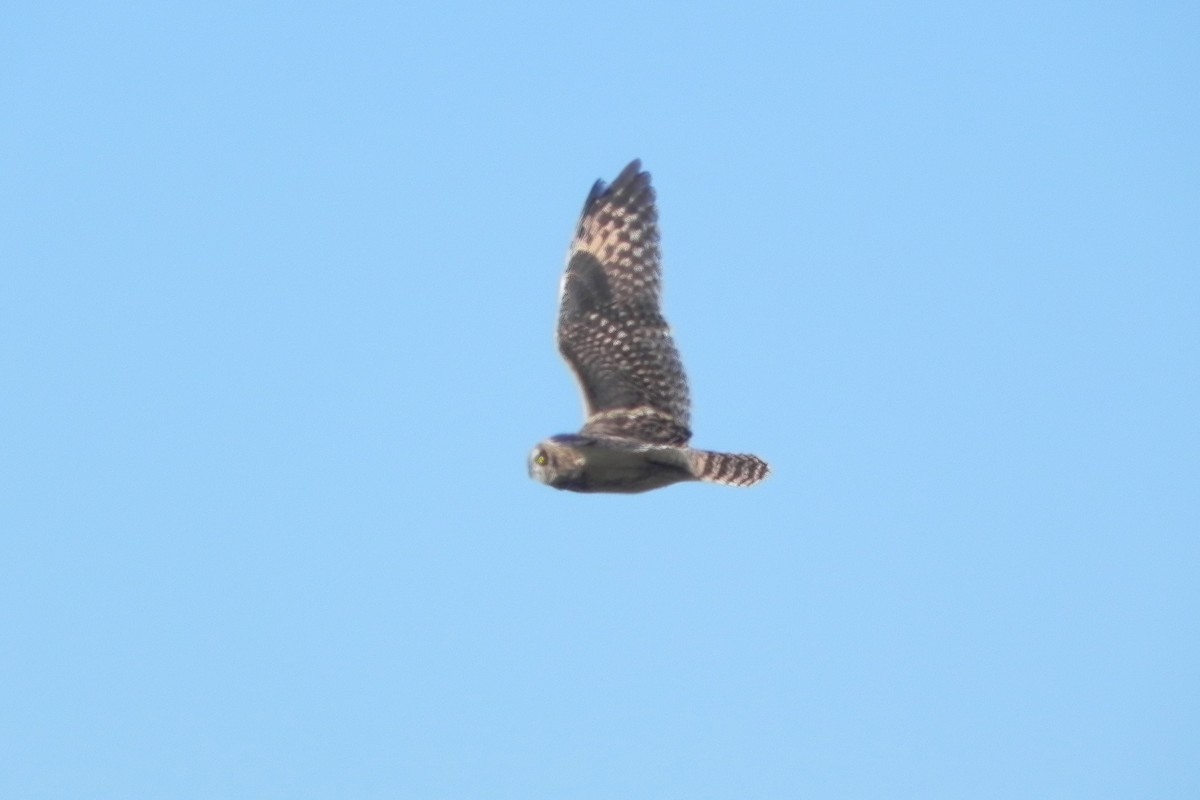 Short-eared Owl - ML472662841