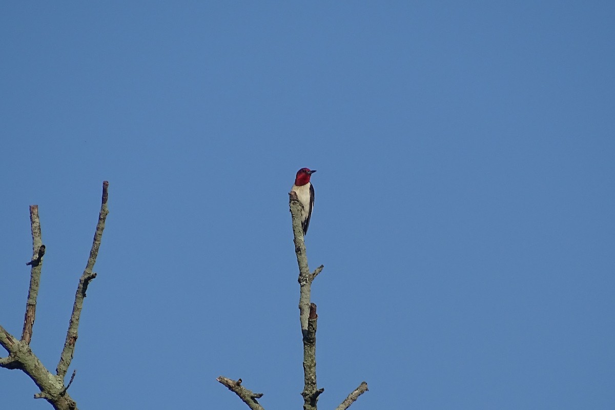 Red-headed Woodpecker - ML472665231