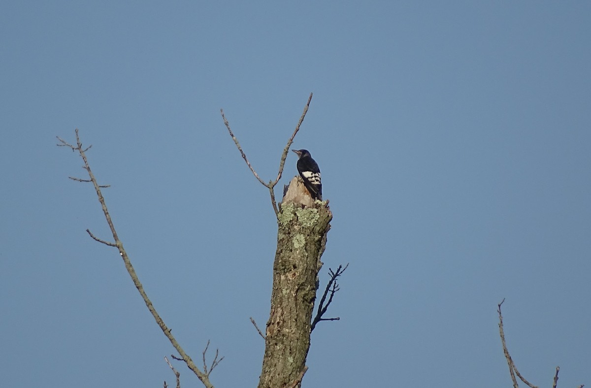 Red-headed Woodpecker - ML472665241