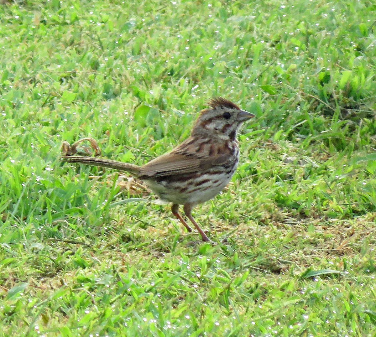 Song Sparrow - ML472665261