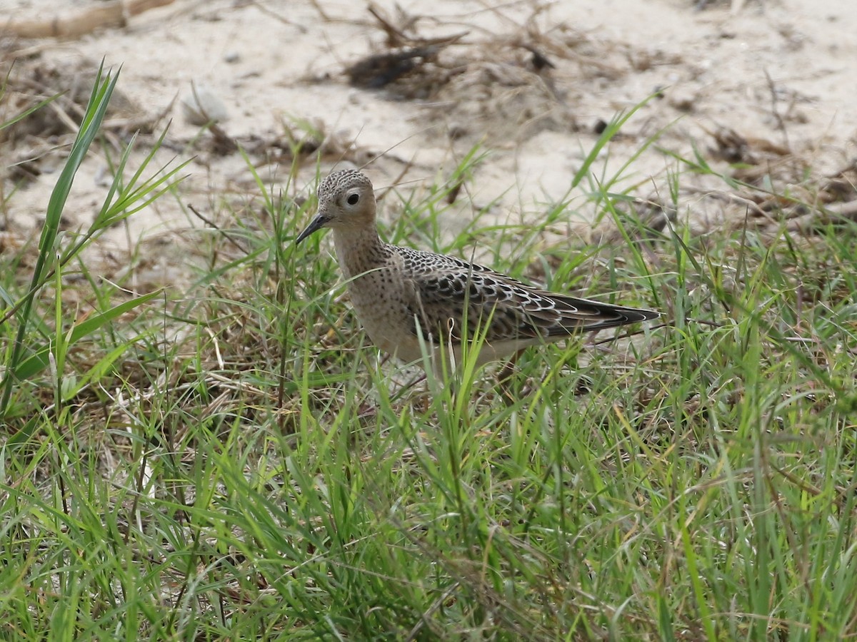 Buff-breasted Sandpiper - ML472665991