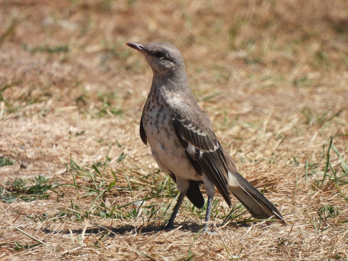 Northern Mockingbird - ML472666371