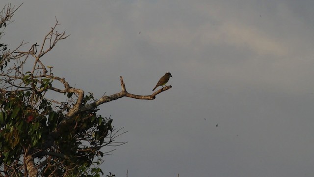 Boat-billed Flycatcher (South American) - ML472667