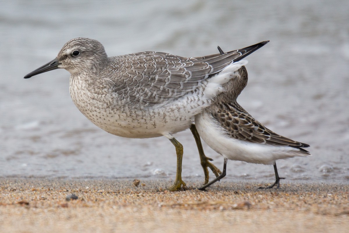 Red Knot - David Turgeon