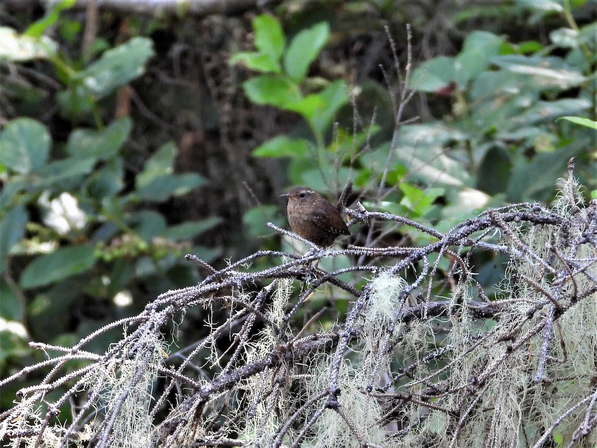 Pacific Wren - ML472667261