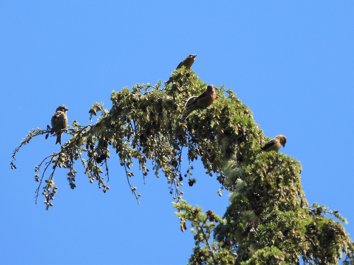 Red Crossbill - ML472667341