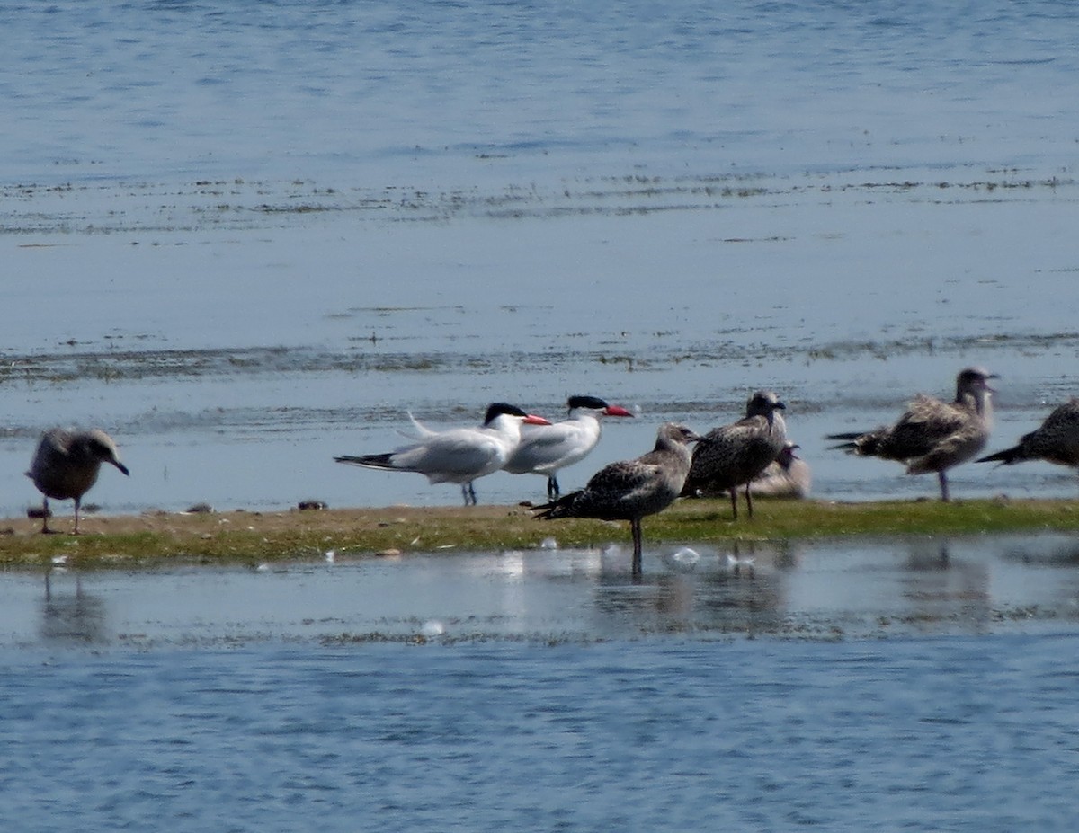 Pagaza Piquirroja - ML472668081