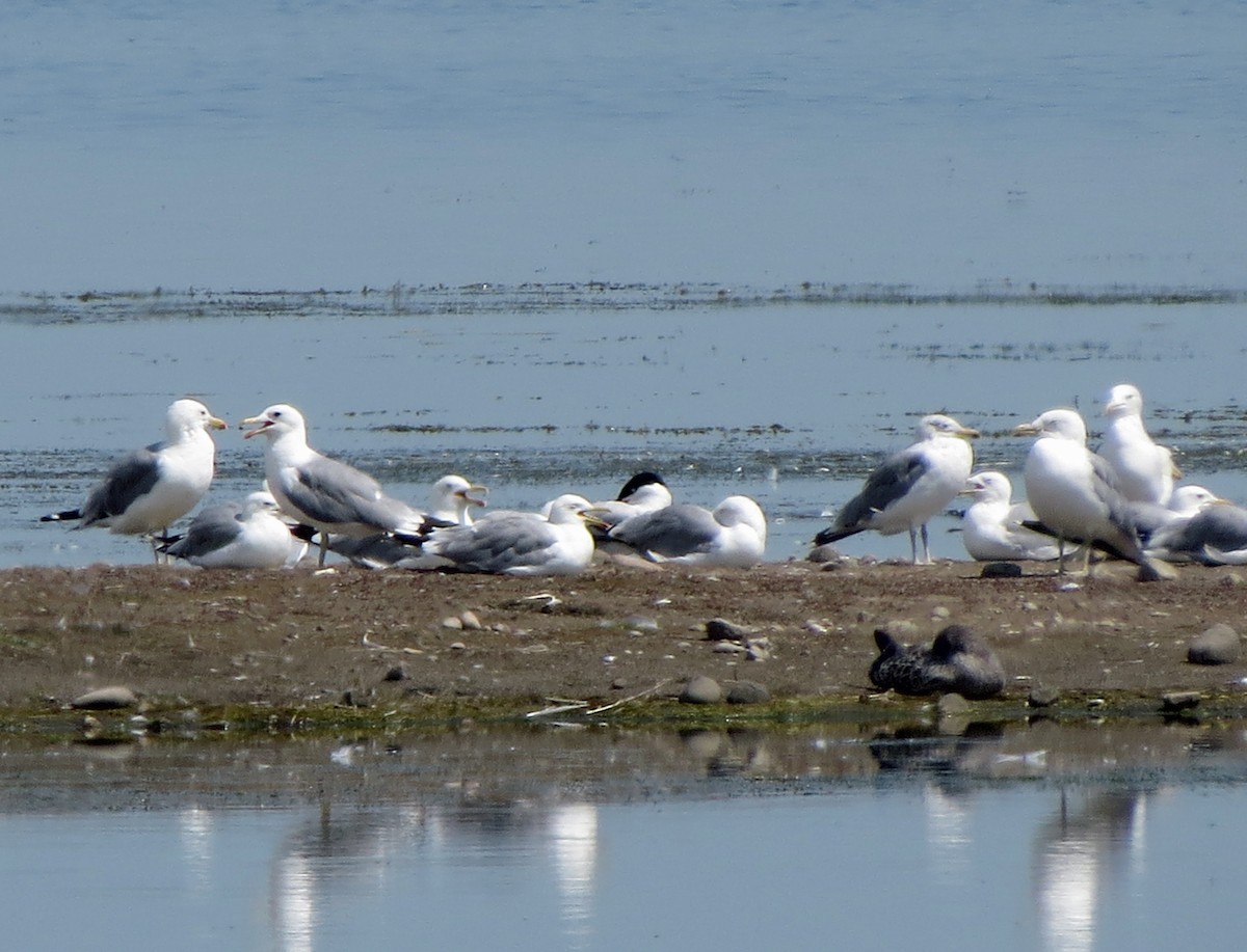 Pagaza Piquirroja - ML472668201