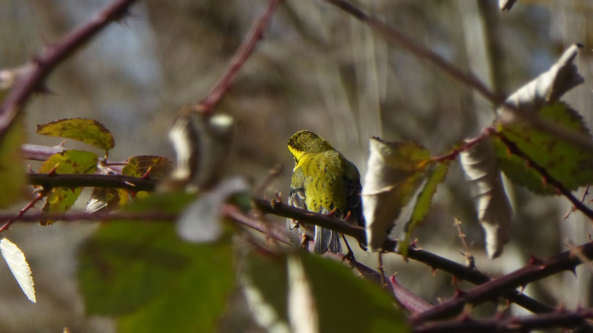 Townsend's Warbler - ML47267031