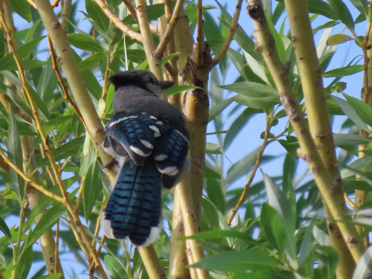 Blue Jay - ML472672631