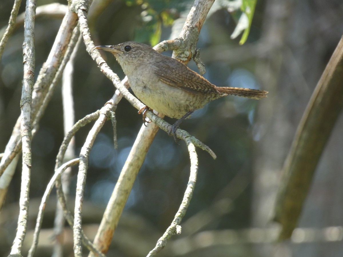 House Wren - ML472672991