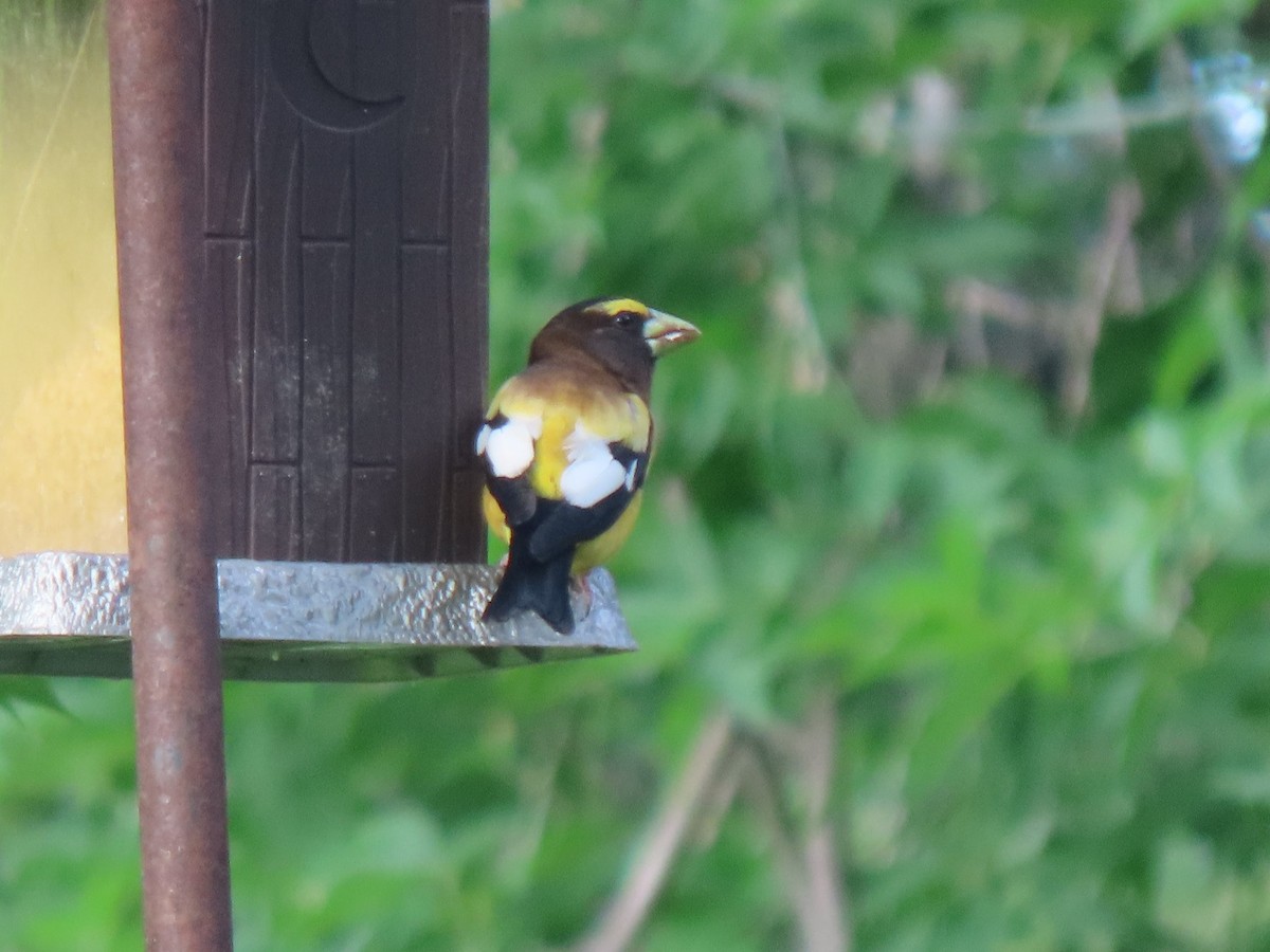 Evening Grosbeak - ML472673011