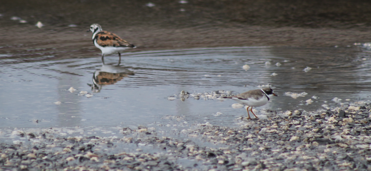 Semipalmated Plover - Pat Dwyer