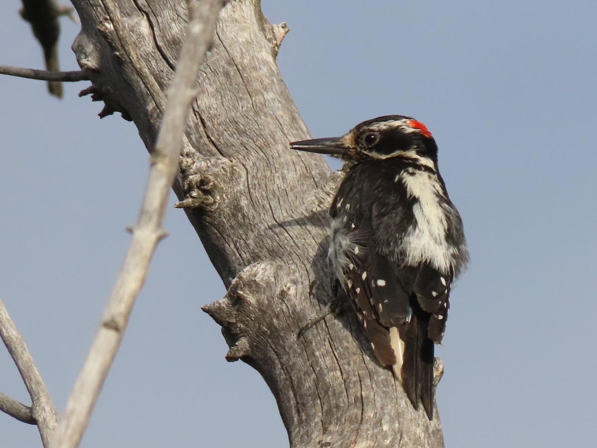 Hairy Woodpecker - ML472673211