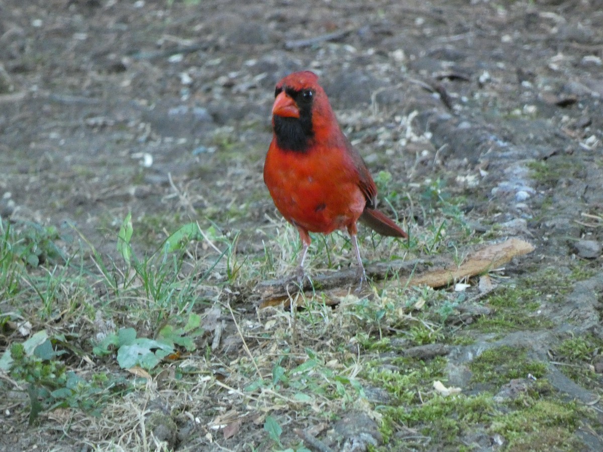 Cardinal rouge - ML472674151