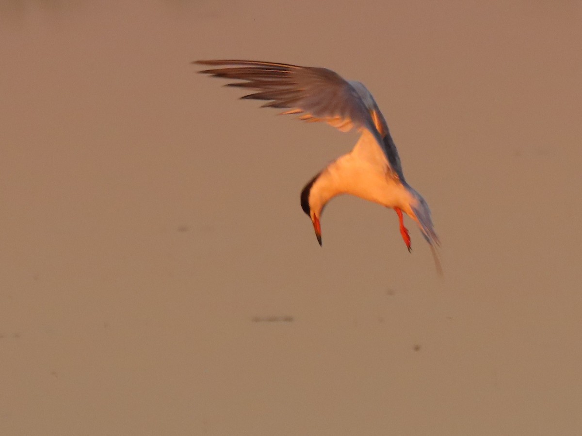 Common Tern - ML472676021