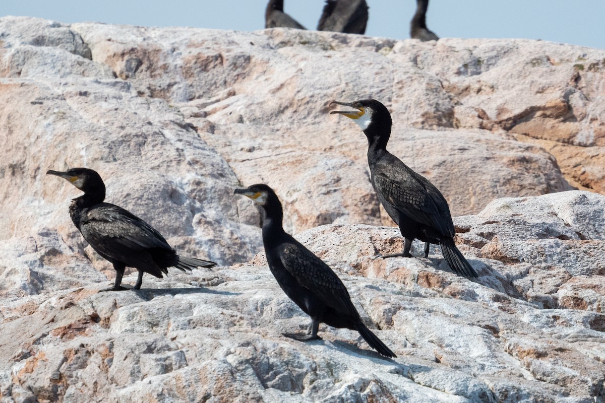 Great Cormorant (North Atlantic) - Kyle Matera