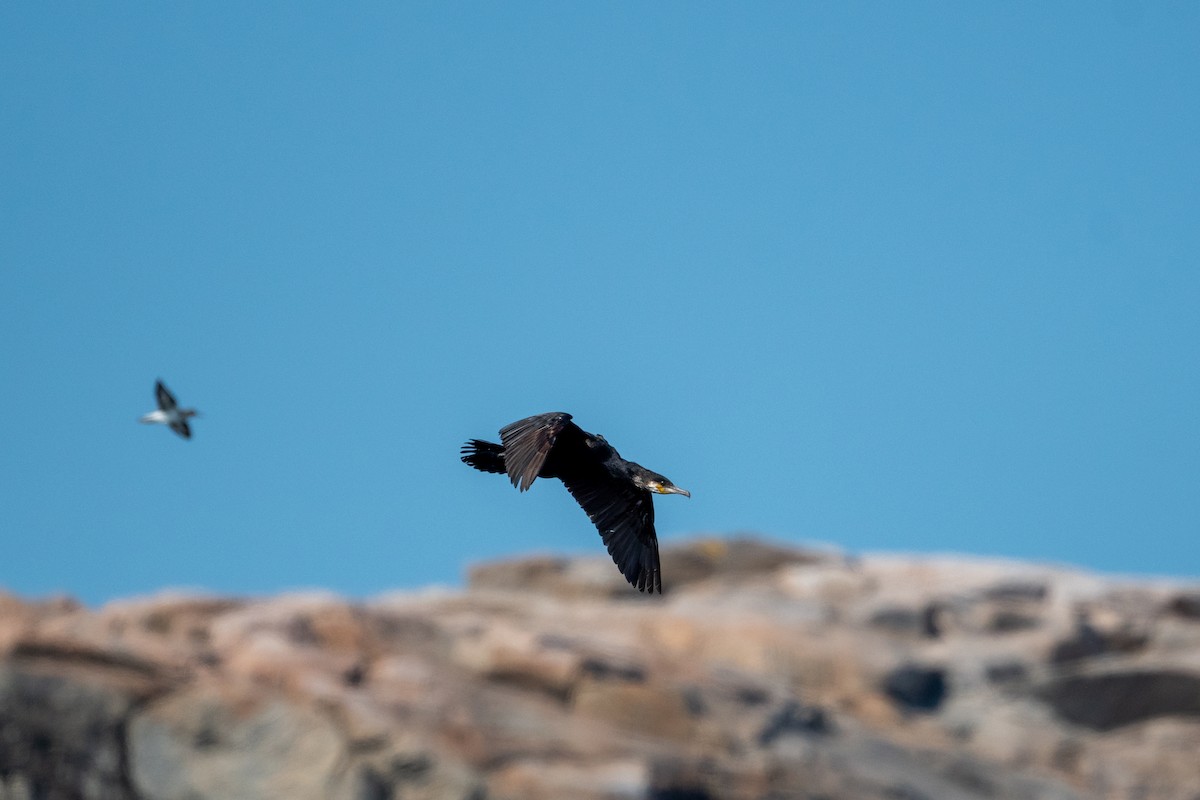 Great Cormorant (North Atlantic) - ML472676141