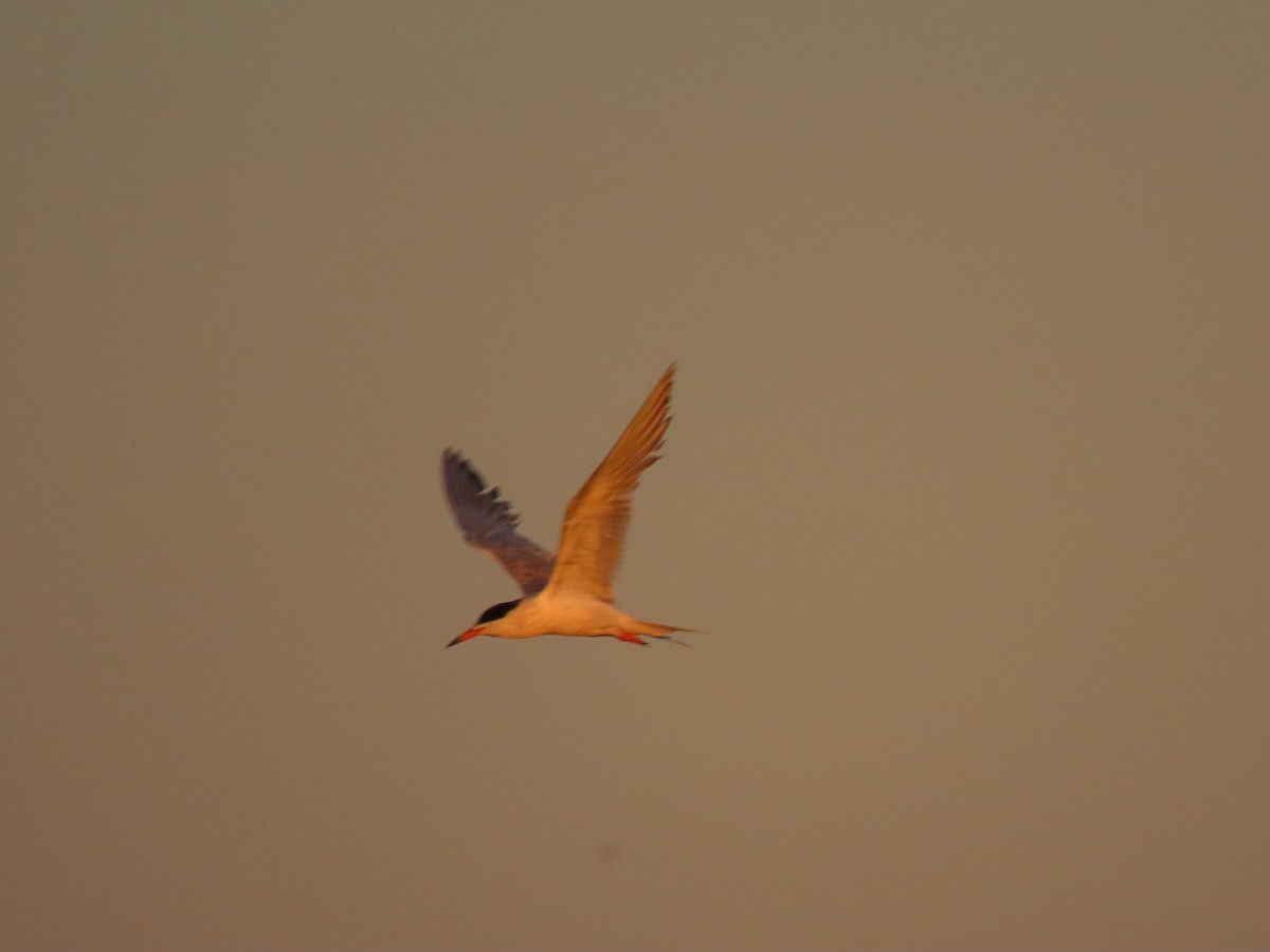 Common Tern - ML472676341