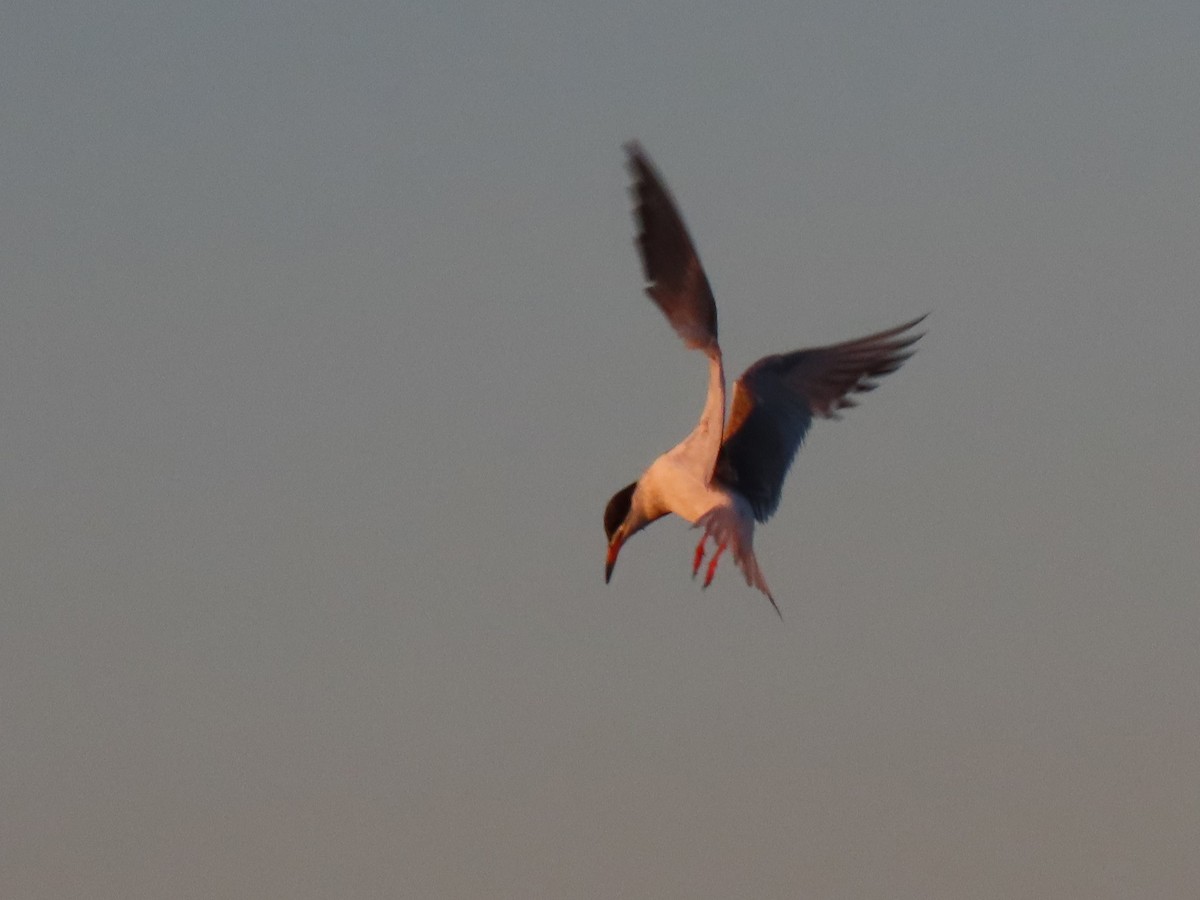 Common Tern - ML472676651