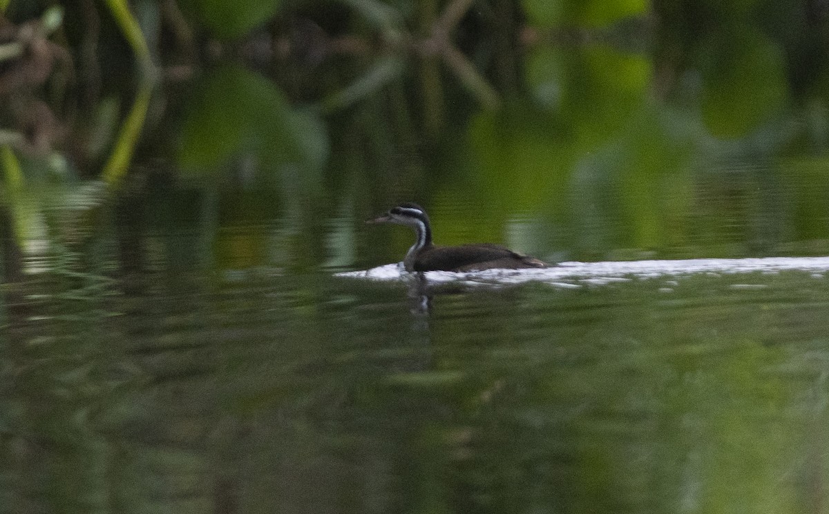 Sungrebe - Giselle Mangini