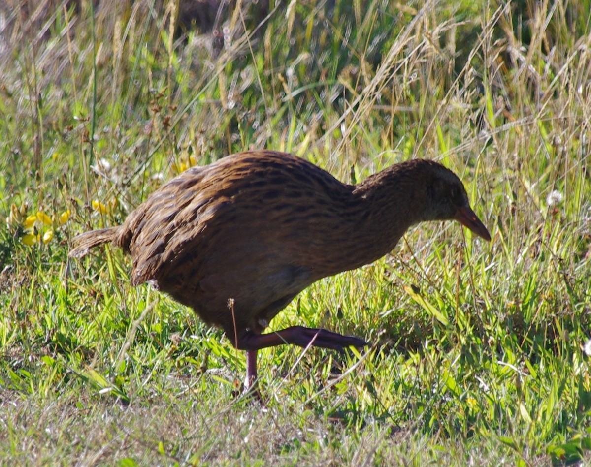 Rascón Weka - ML472676991