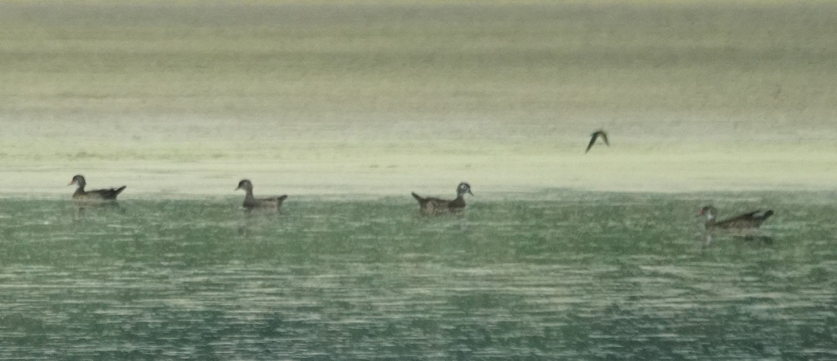 Wood Duck - ML472677551