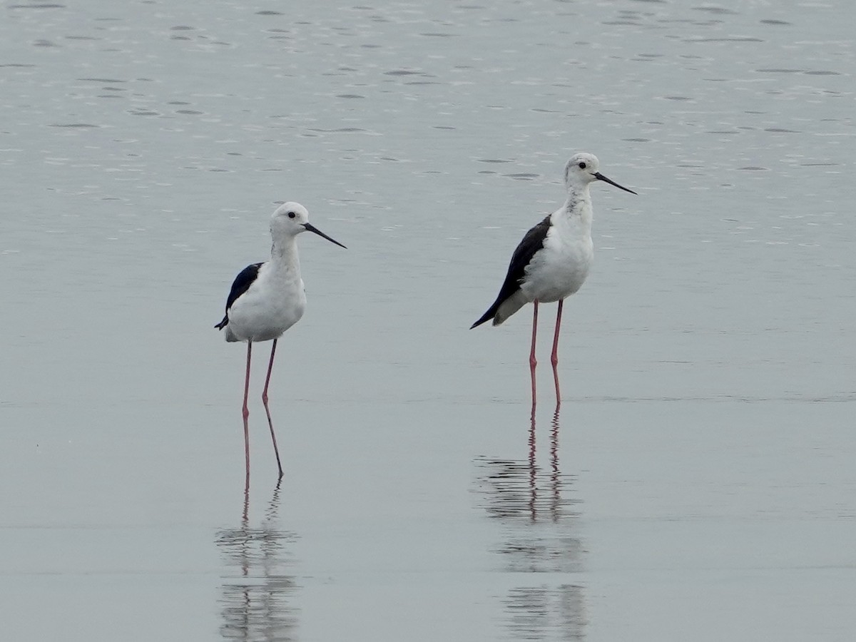 Black-winged Stilt - VY Ozdinosaur