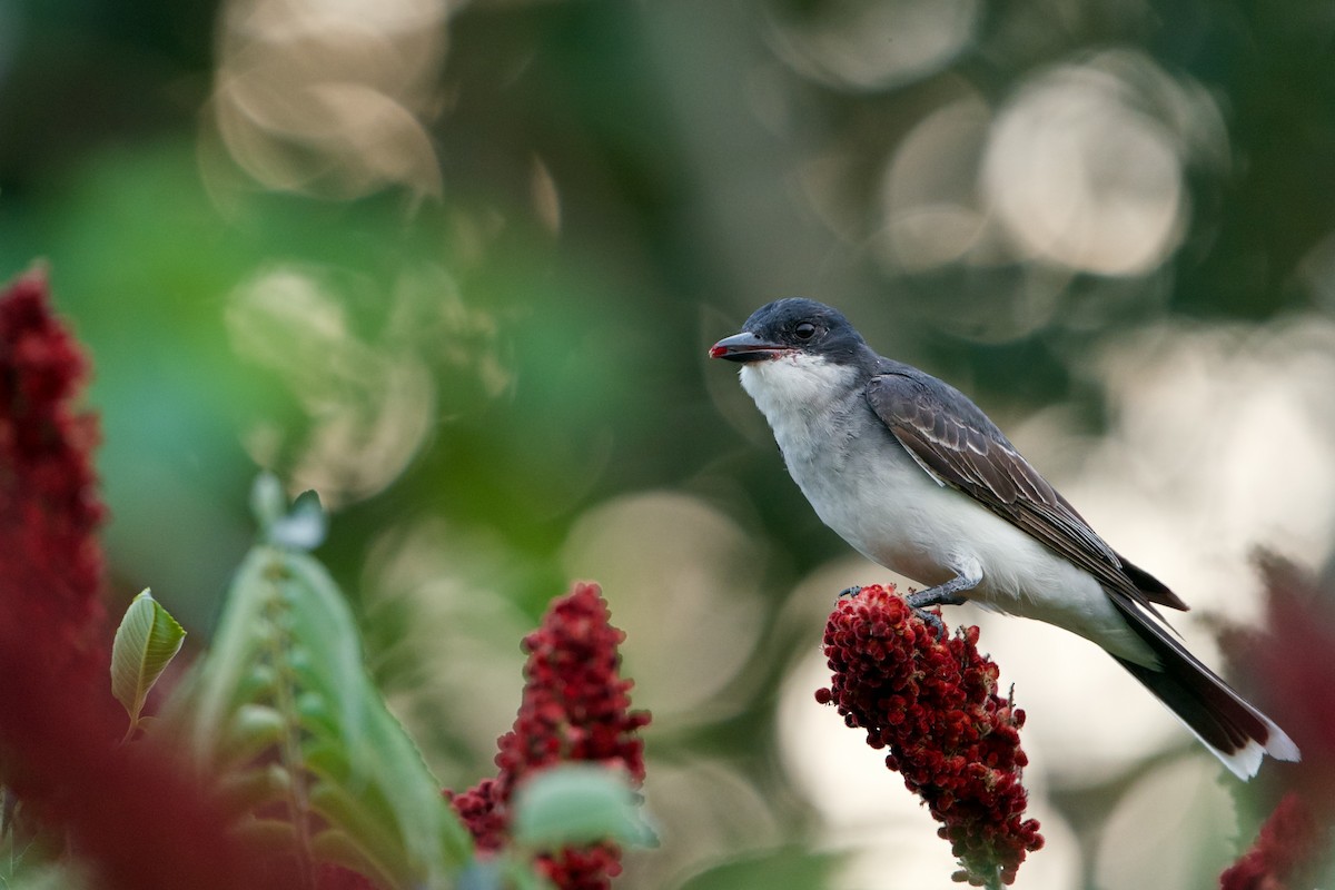 Eastern Kingbird - ML472678221