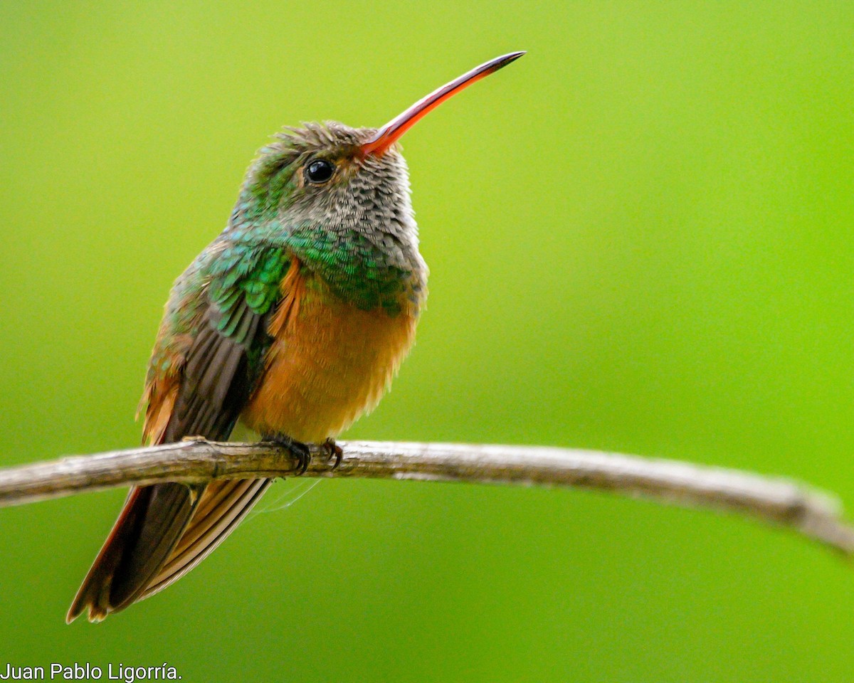 Buff-bellied Hummingbird (Yucatan) - ML472678641