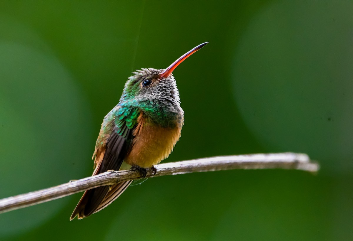 Buff-bellied Hummingbird (Yucatan) - ML472678651