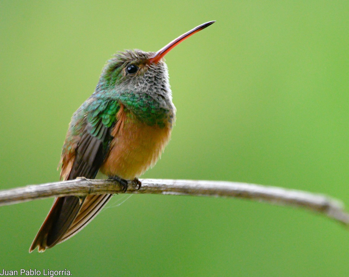 Buff-bellied Hummingbird (Yucatan) - ML472678681