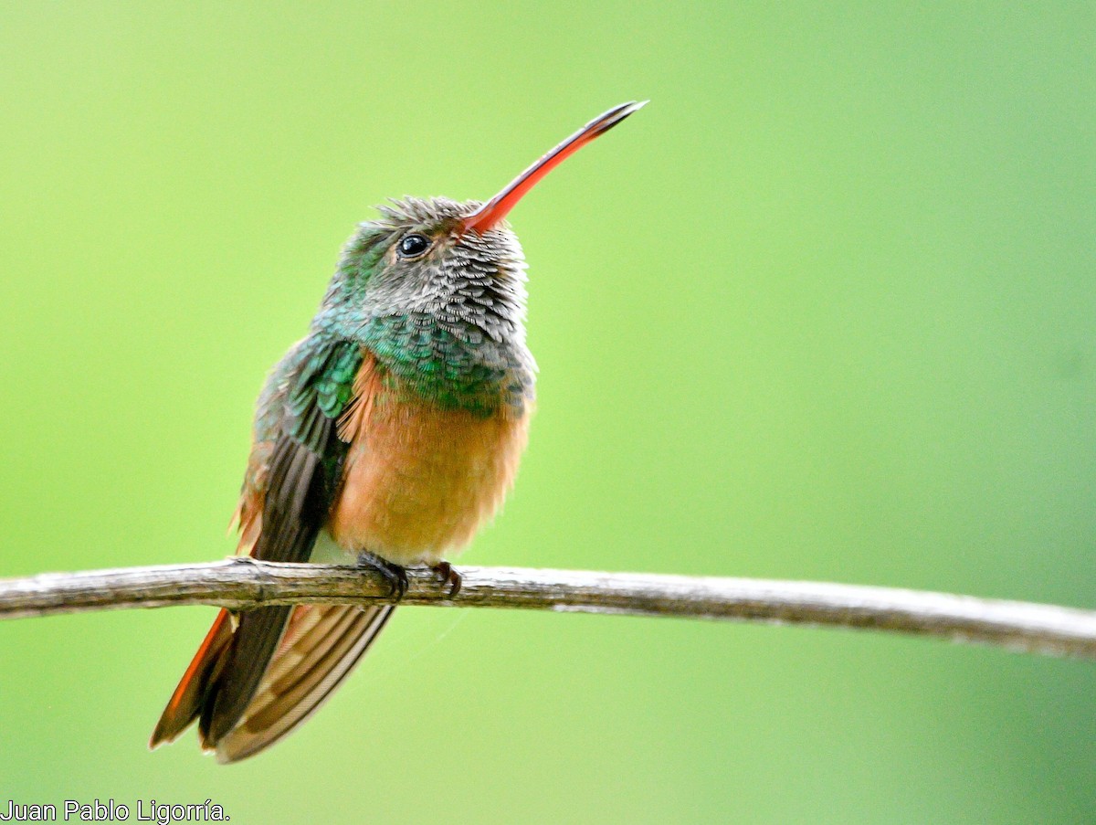 Buff-bellied Hummingbird (Yucatan) - ML472678691