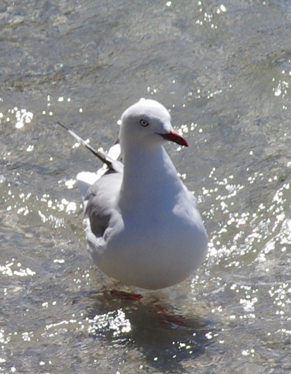 Silver Gull - Daniel Gallagher