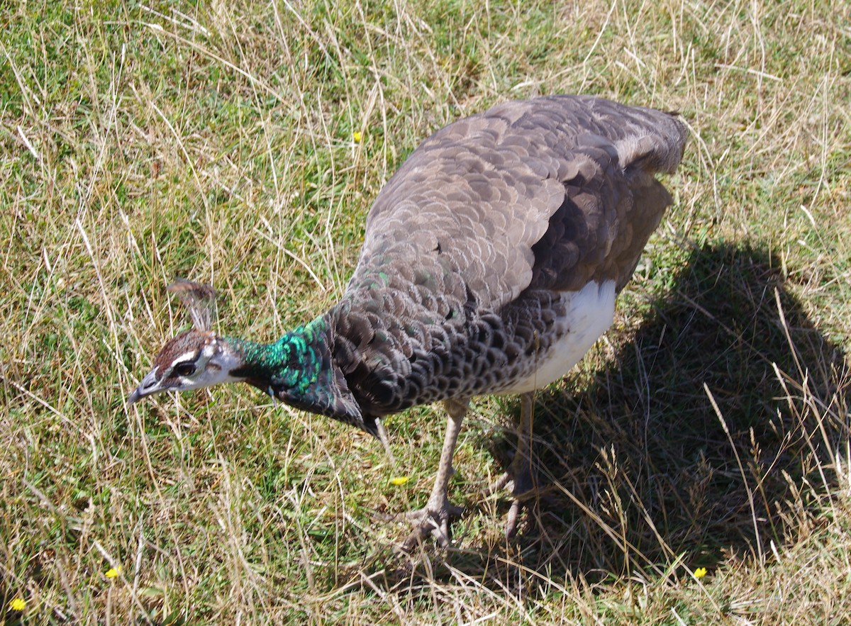 Pfau - ML472679071