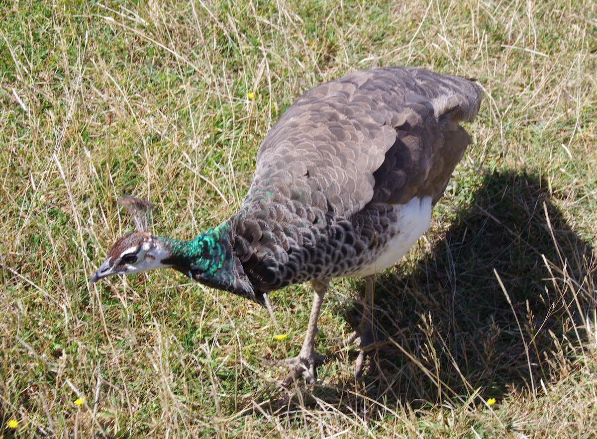 Indian Peafowl - ML472679071