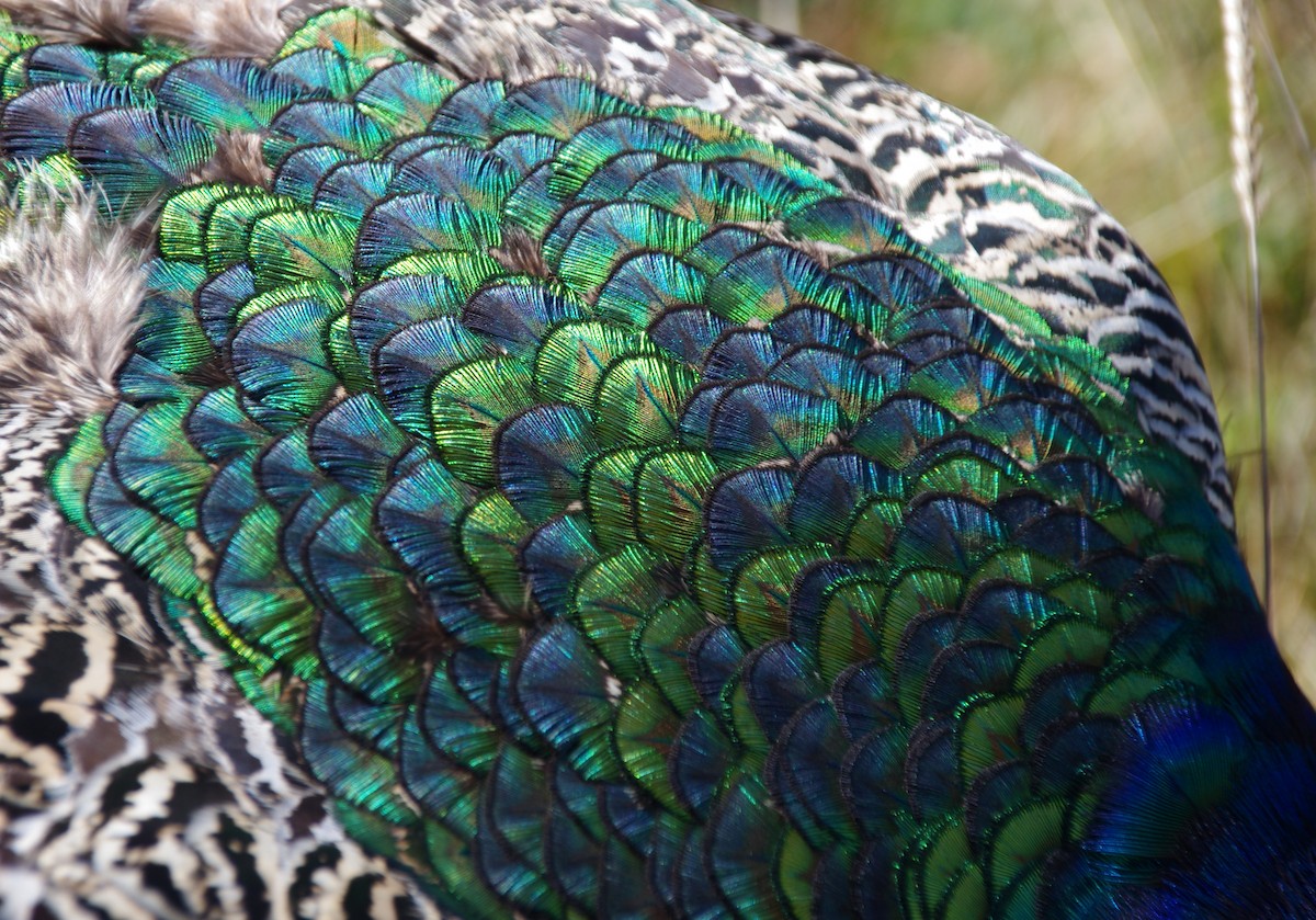 Indian Peafowl - ML472679081