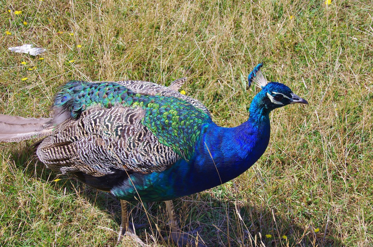 Indian Peafowl - ML472679101