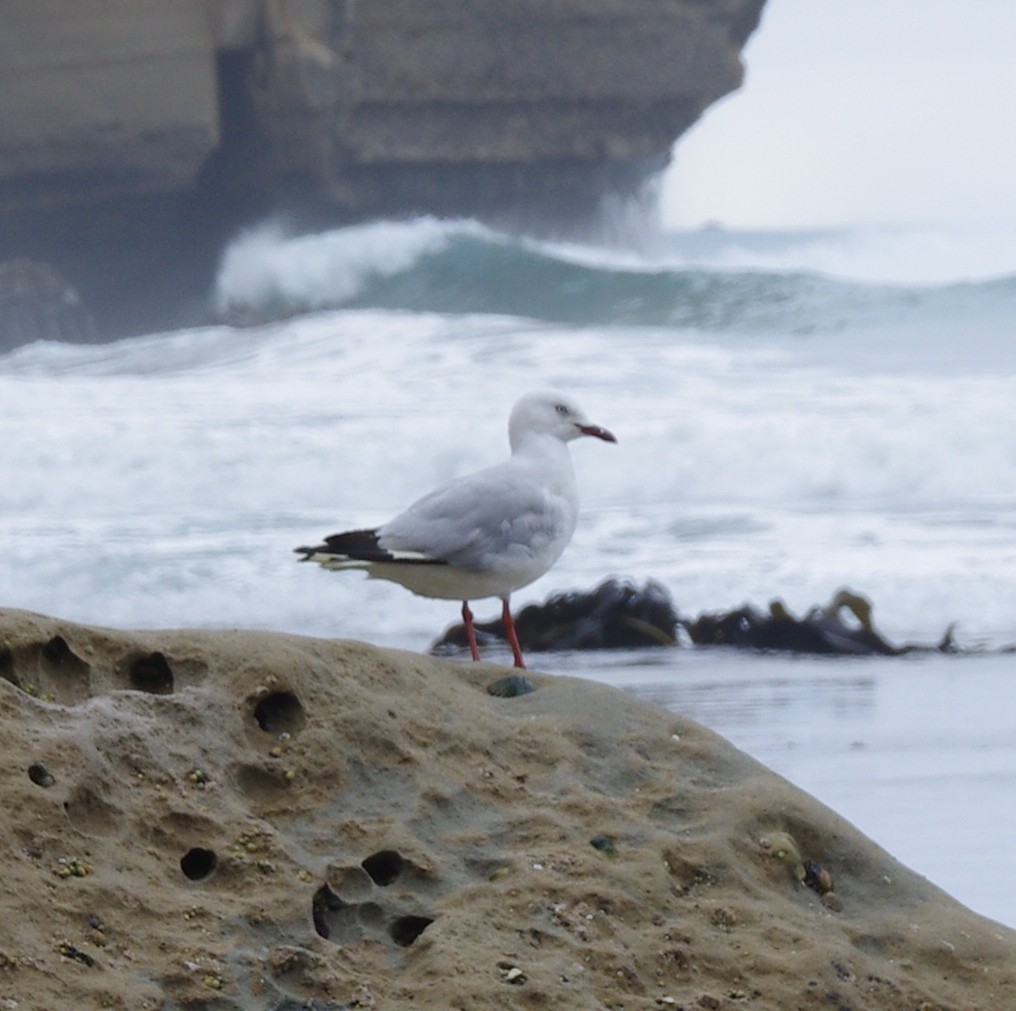 Silver/Black-billed Gull - ML472679281